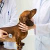 Farmacii Veterinare Mureș