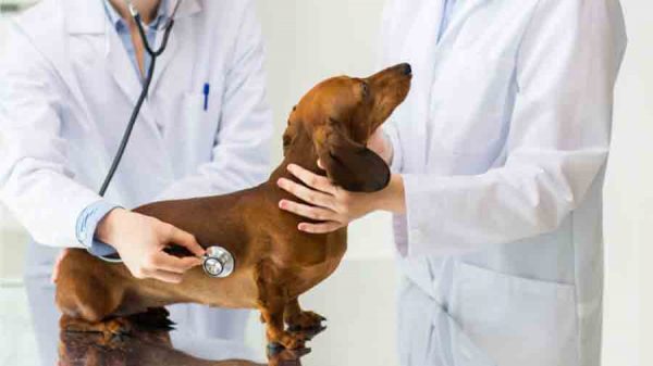 Farmacii Veterinare Mureș